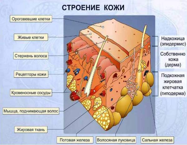 Уртикарний васкуліт симптоми